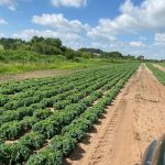 field of kale