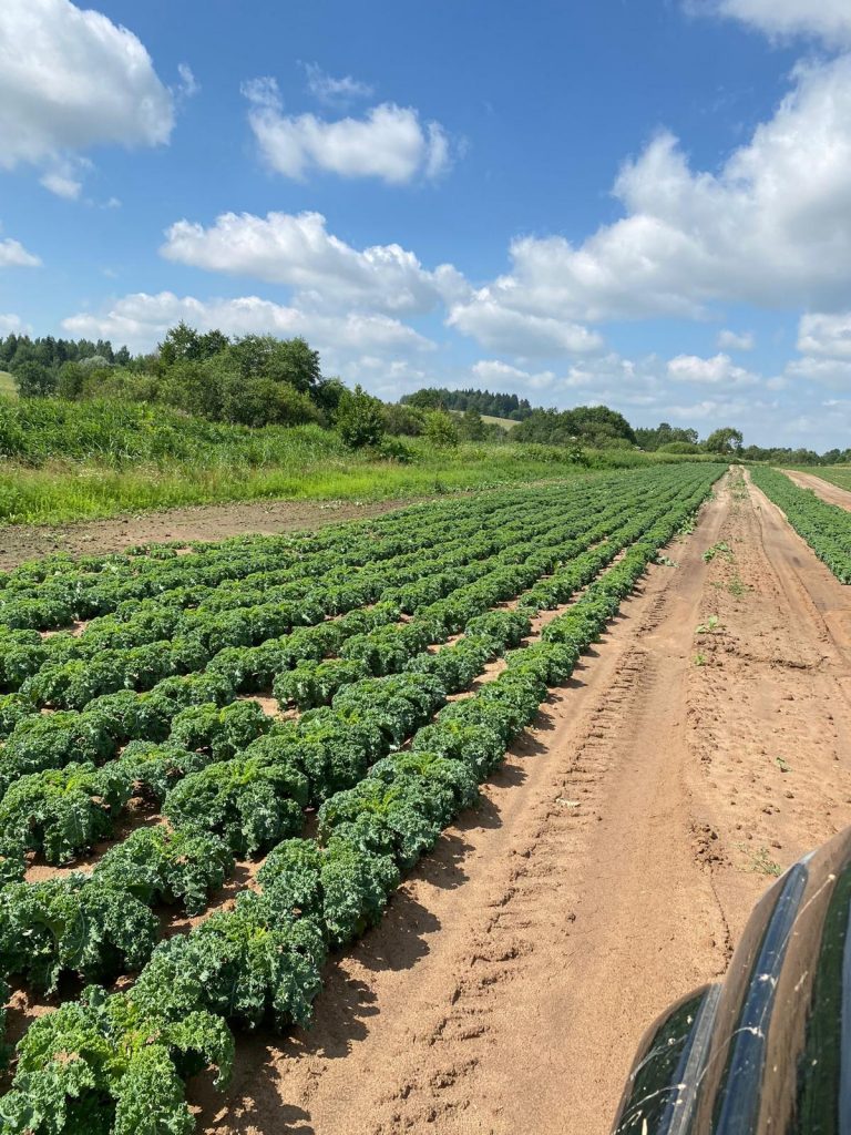 field of kale