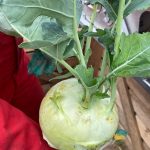 kohlrabi