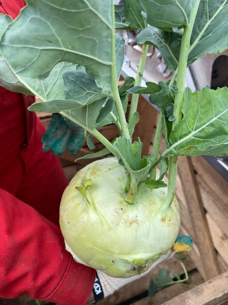 kohlrabi
