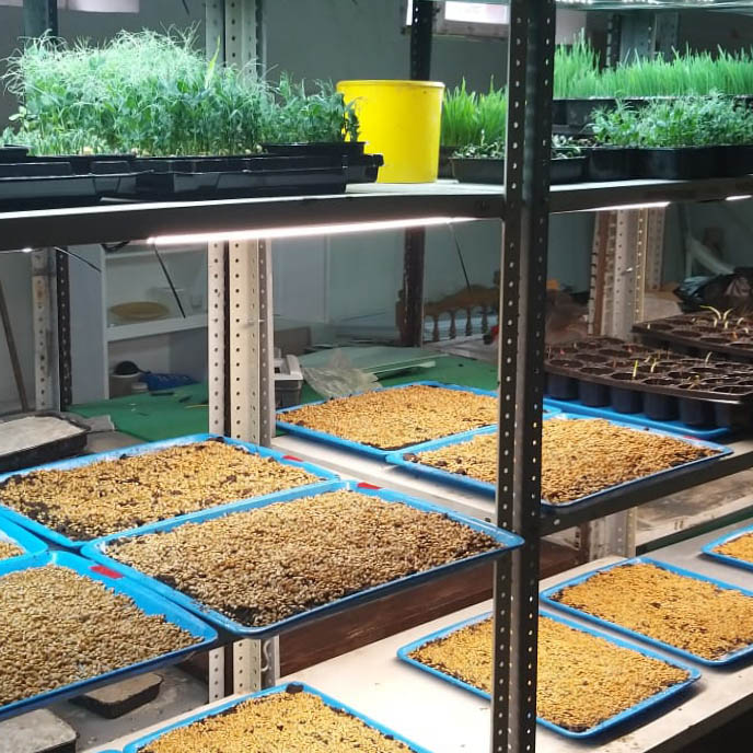 Microgreens on the shelf project experiments