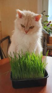 Microvegetales no sólo para humanos sino también para gatos