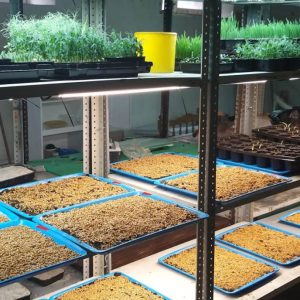 Experimentos de diseño de microvegetales en un estante