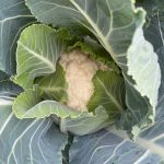 cauliflower ready for harvesting