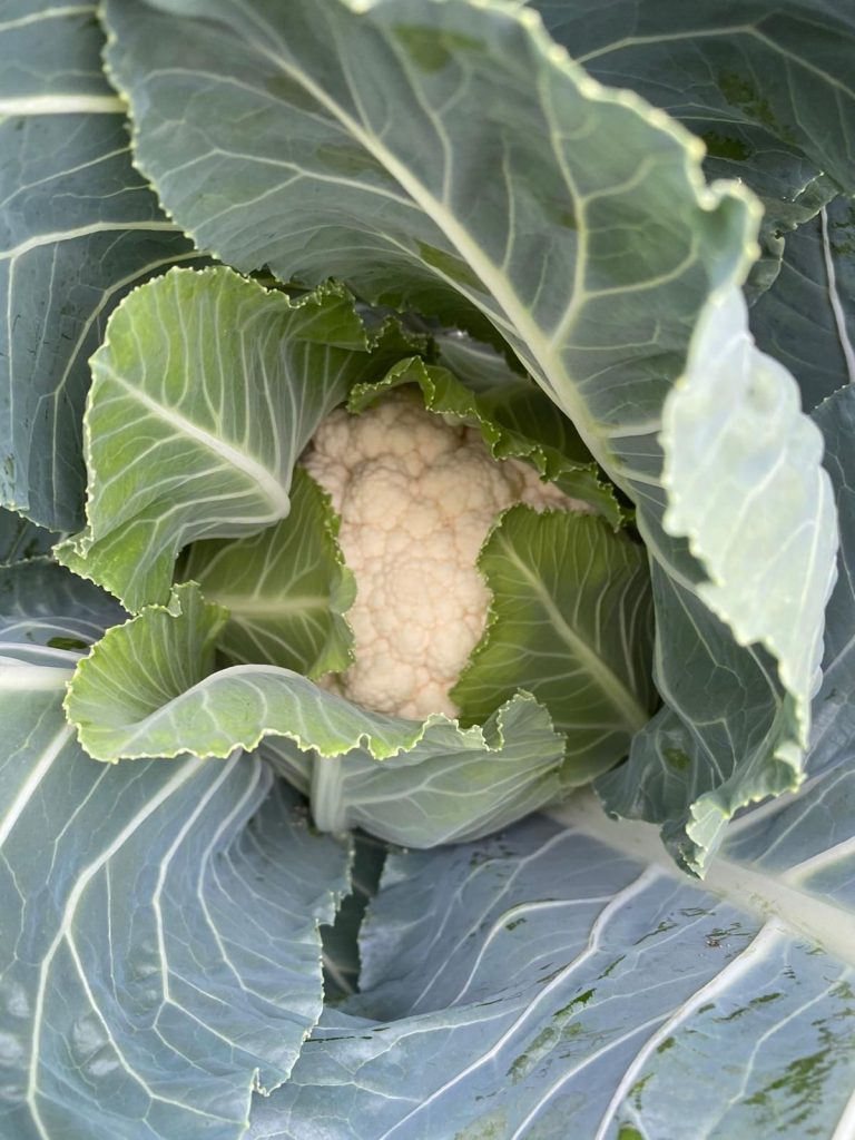 cauliflower ready for harvesting