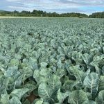 growing cauliflower
