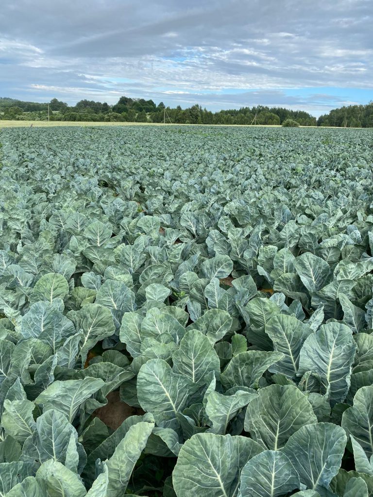 growing cauliflower