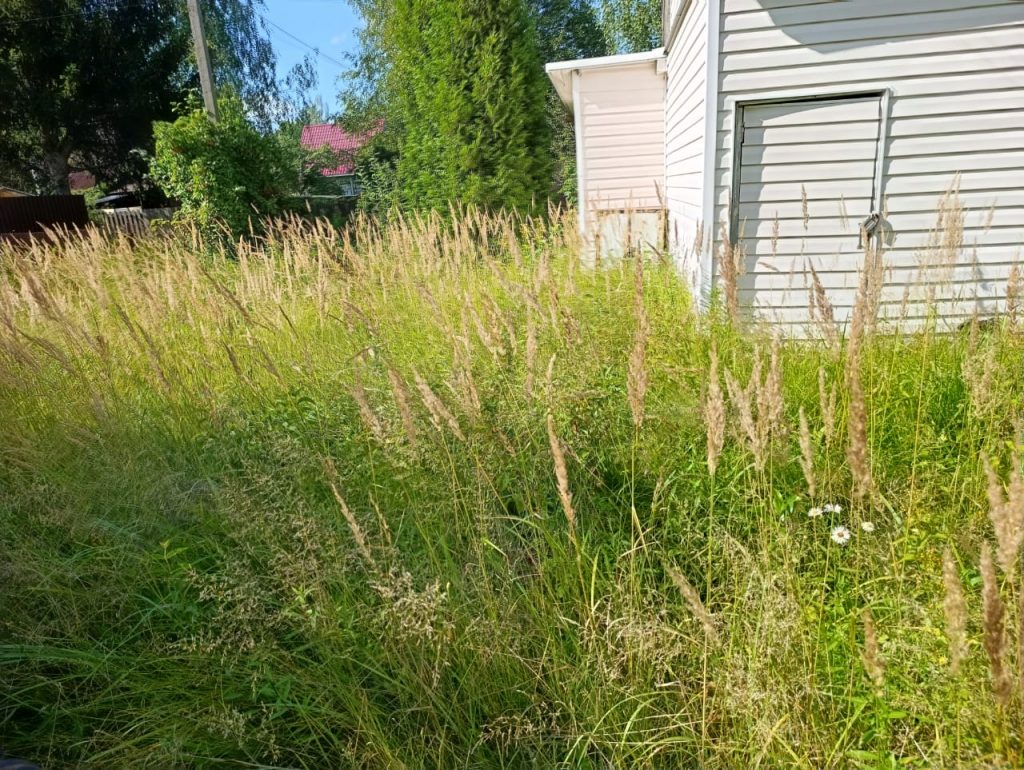 grass and bushes more than a meter high