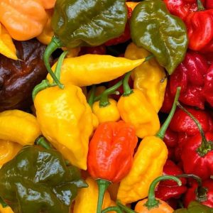 Granja de chiles picantes para atraer turistas