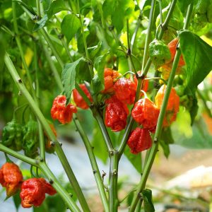 ¿Irán los turistas a la finca donde se cultiva el pimiento más picante?