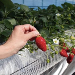 berry picking tour