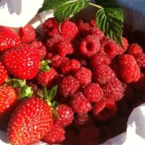 Frambuesas y fresas en formato "U-pick"