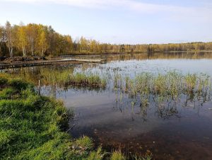 Состояние воды и растительности хорошее, но что покажут анализы