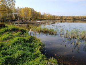 Зарастание озера камышом