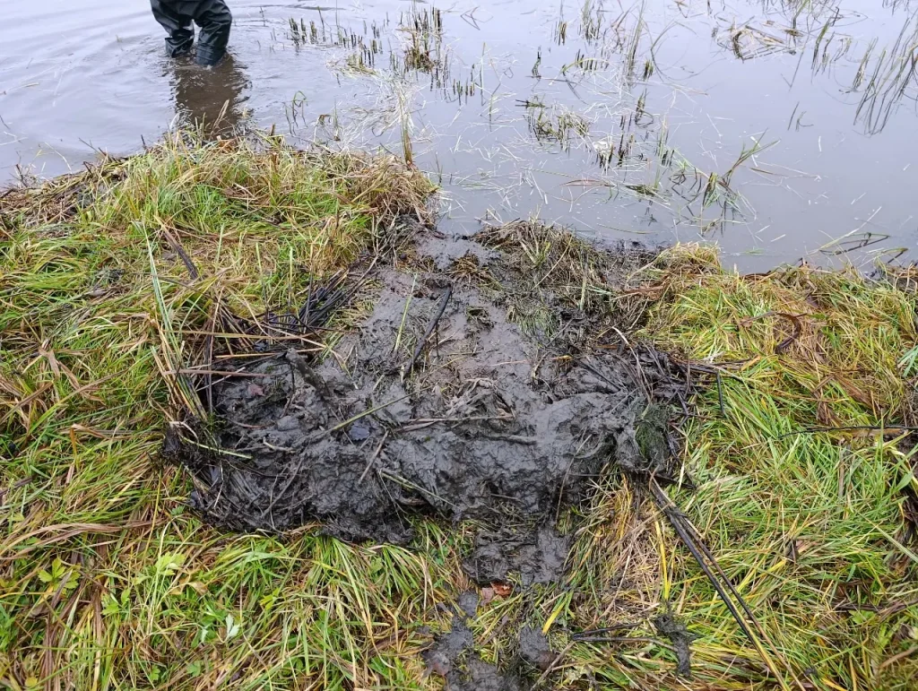 what we pull out of the lake - grass, a little silt, branches, tires
