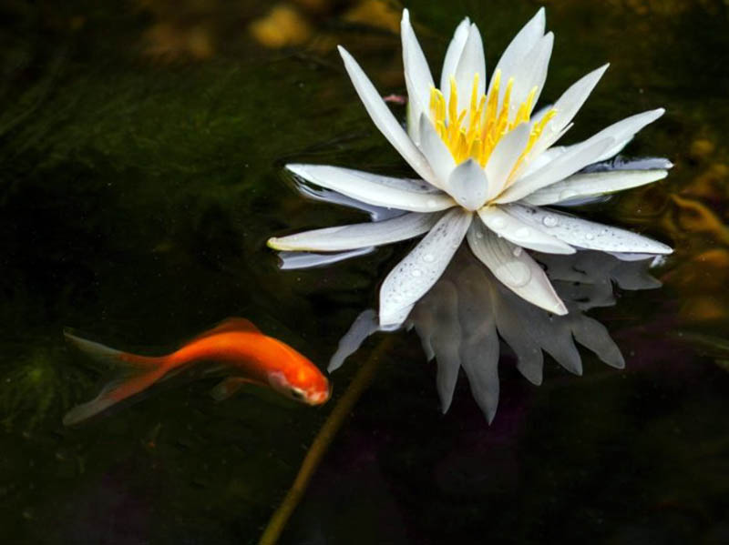 A limpeza de um lago requer a movimentação cuidadosa de plantas e peixes em um recipiente com água