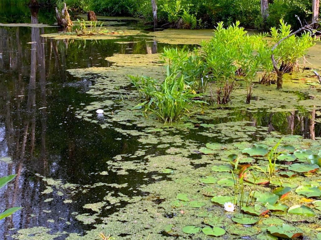 O custo da limpeza, preservando a flora e a fauna, depende do grau de negligência do reservatório e de sua população