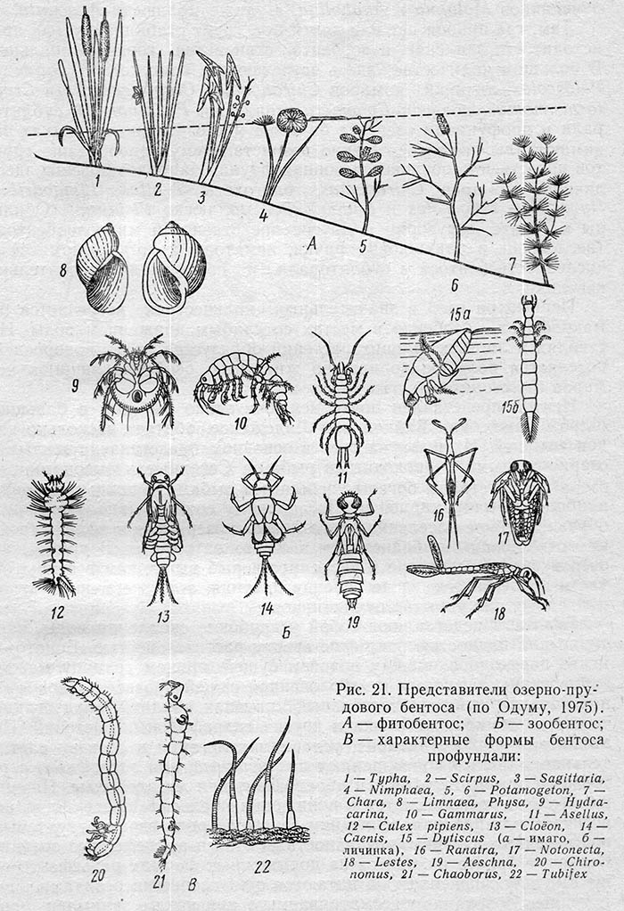 Описание видов растительности и фауны типичного озера средней полосы России
