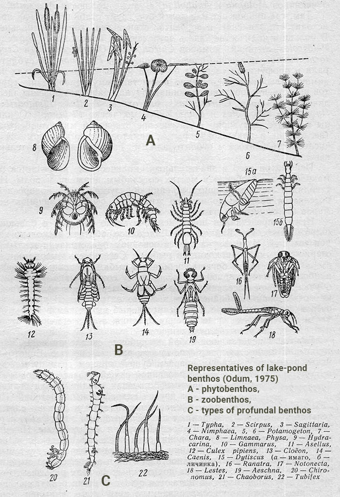 typical flora and fauna of a lake in the middle zone of the continental climate zone