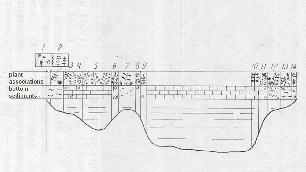 An example of how to create a profile of the vegetation zones and soils of a lake